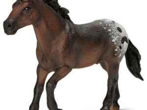 Appaloosa Hengst