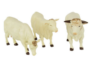 Charolais Kühe